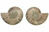 Cut & Polished, Agatized Ammonite Fossil - Madagascar #208598-1